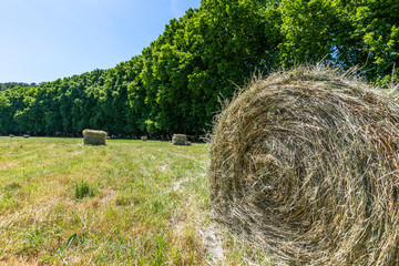 meule de foin sur un champ bordé d'arbre