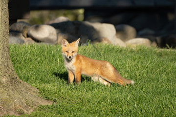 Naklejka na ściany i meble red fox pups explore the park on a sunny day