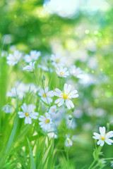 Stellaria holostea flowers on gentle nature background. spring summer season. floral artistic scene