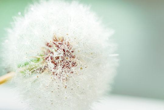 dandelion, blowball flower close up, nature art