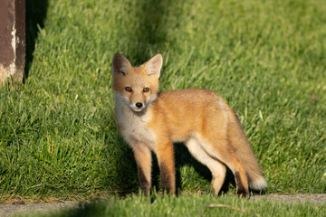 red fox pups explore the park on a sunny day