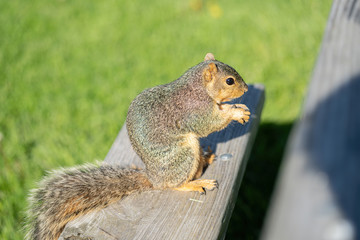 squirrel enjoys a sunny day at the park while looking for food