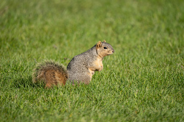 squirrel enjoys a sunny day at the park while looking for food