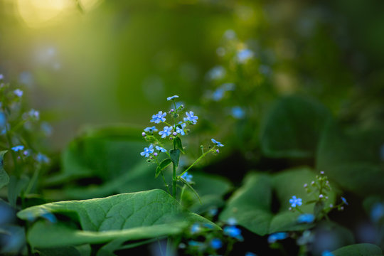
Brunner Siberian blooms with blue flowers in the forest