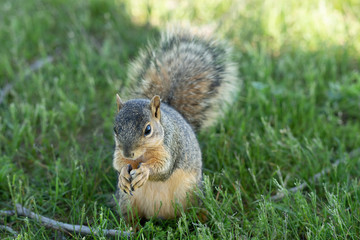 Naklejka na ściany i meble squirrel enjoys a sunny day at the park while looking for food