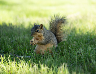 squirrel enjoys a sunny day at the park while looking for food