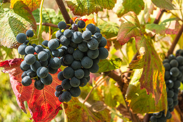 Close up of berries and leaves of grape-vine. Single bunch of ripe red wine grapes hanging on a vine on green leaves background. Plantation of grape-bearing vines, grown for wine making, vinification.
