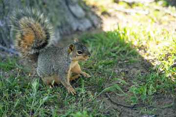 Naklejka na ściany i meble squirrel enjoys a sunny day at the park while looking for food