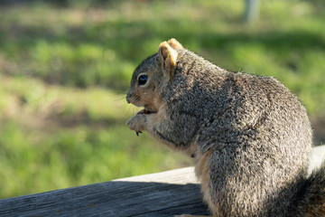 squirrel enjoys a sunny day at the park while looking for food