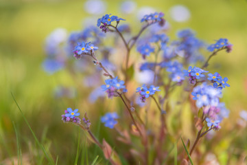 blue flowers in grass