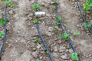 Simple drip irrigation system on a strawberry field
