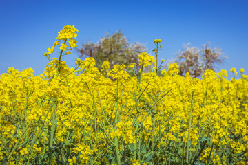 Obraz premium yellow rapeseed field and blue sky