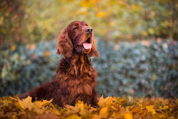 Irish setter in the autumn nature