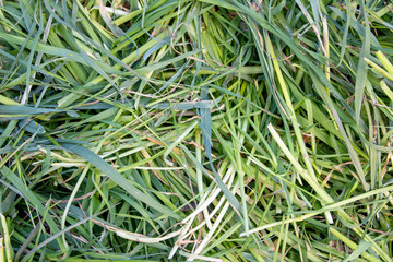 Fresh hay texture as a natural background
