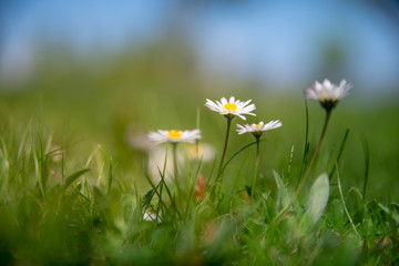 daisies in the spring grass 