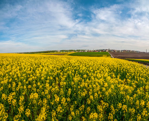 Obraz premium Fields of Oilseed Rape in Bloom and blue sky