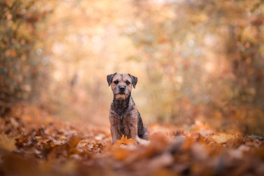 Border terrier in the autumn nature