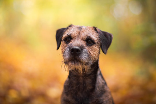 Border terrier in the nature