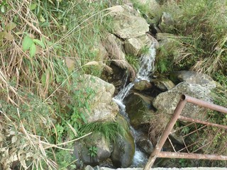a small creek in a garden