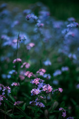 Fototapeta premium violet and blue forget-me-not flowers in bloom