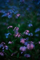 Fototapeta premium violet and blue forget-me-not flowers in bloom