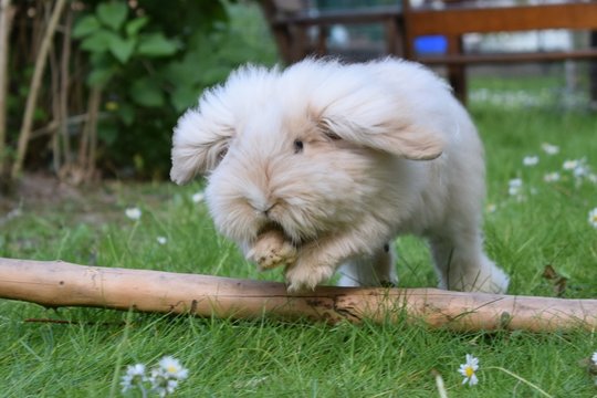 Teddywidder Kaninchen