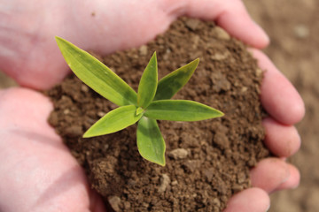 Pflanze wächst in in Hand