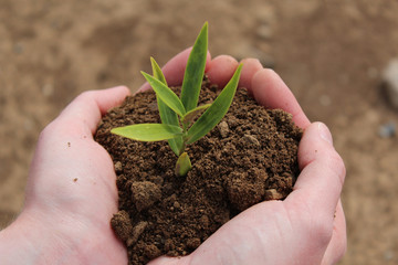 Pflanze wächst in in Hand