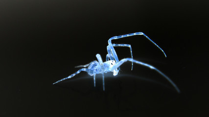 Leuchtende Spinne 