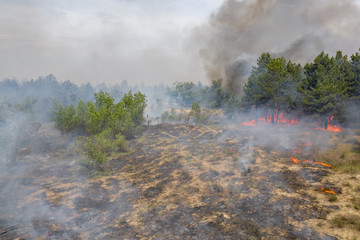 Aerial view of a fire in a pine forest. Disaster filming by drone