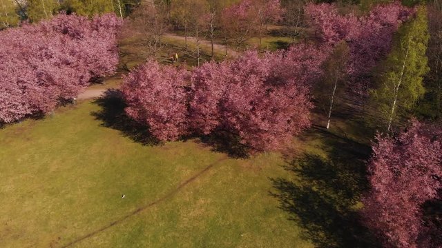 Helsinki Cherry Tree Blossom Aerial Higher Overflight Nr1 4K. Filmed at Roihuvuori Cherry Tree Park Mother's Day 2020. The place is Roihuvuoren kirsikkapuisto. Prores422 and more photos available