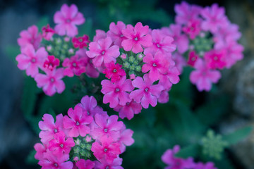Pink Verbena Hybrida blooming