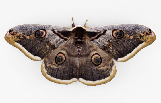 Rare night butterfly - Saturnia pyri