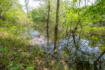 spring floods, spilled forest lake
