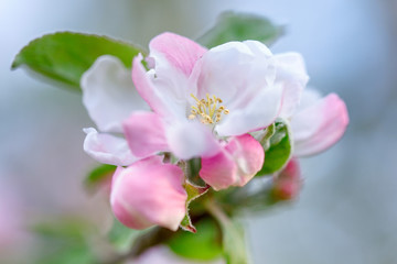 Obraz na płótnie Canvas Apple tree flowers close-up