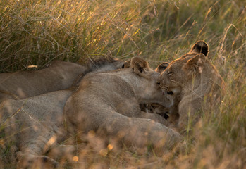 Lions during morning hours in Savanah, Masai Mara, Kenya