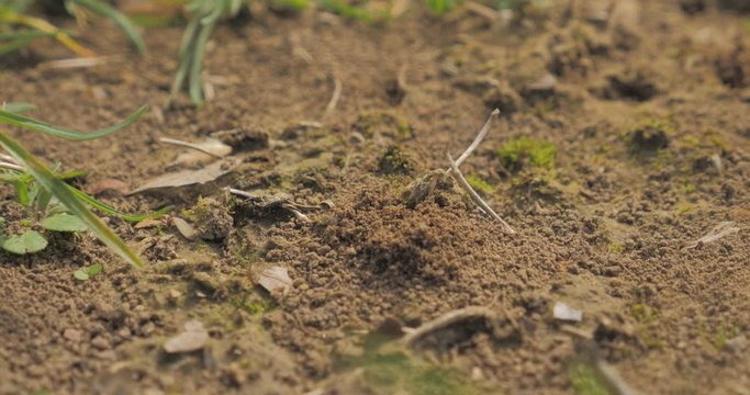 L'abeille solitaire dans son milieu naturel 