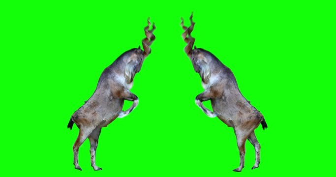 Isolated markhor fighting. Battle of the wild goats. Can be used as a silhouette. Green screen.