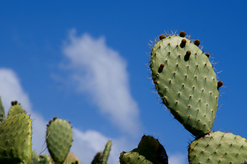 Prickly Pear