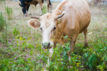 Obraz premium Cows in a farm. Dairy cows