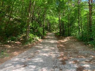 path in the forest