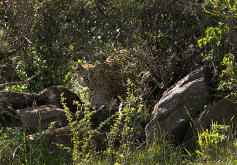 Naklejka na ściany i meble Leopard Bahati with her cub hidinh in a bush, Masai Mara