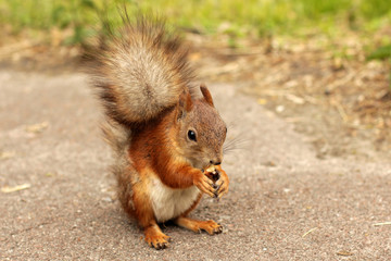 Naklejka na ściany i meble Sciurus. Rodent. The squirrel eats a nut. Beautiful red squirrel in the park