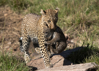 Fototapeta na wymiar A closeup shot of Leopard Bahati with her cub, Masai Mara