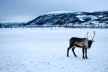 Beautiful wild reindeer in traditional Sami camp in northern Norway, Tromso