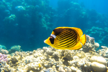Fototapeta na wymiar Raccoon Butterflyfish (Chaetodon lunula, crescent-masked, moon butterflyfish) over a coral reef, clear blue water. Colorful tropical fish with black and yellow stripes. Close-up, side view.