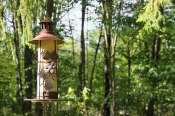 A Vintage Metal Bird Feeder Hangs from a Tree with a Forrest / Woods Background in Spring