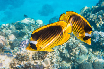 Pair of Raccoon Butterflyfish (Chaetodon lunula, crescent-masked, moon butterflyfish) over a coral reef, clear blue water. Two colorful tropical fish with black and yellow stripes. Close-up, side view