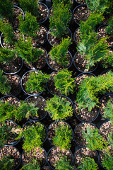 Saplings coniferous trees in pots in plant nursery
