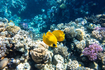 Blue-cheeked butterflyfish (Chaetodon semilarvatus, Blue mask, Golden butterflyfish) over a coral reef. Beautiful seascape and a pair of tropical yellow striped fish in Red Sea. Underwater diversity.